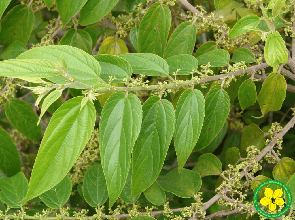Trema micrantha (L.) Blume